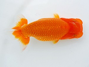 倉敷栄蘭会　西大関　佐竹義光　小豆島