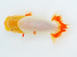 倉敷栄蘭会　立行司　森分陵司　広島