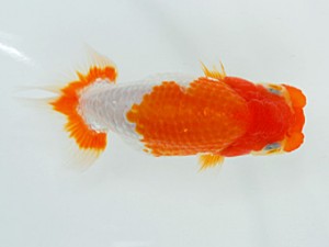 倉敷栄蘭会　東取締　三宅一共　浅口