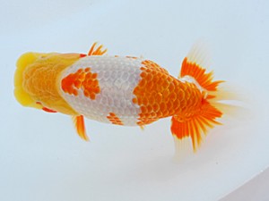 倉敷栄蘭会　西取締　胡本佳孝　玉野