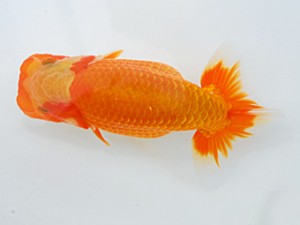 倉敷栄蘭会 東関脇　田中茂規　玉野