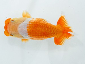 倉敷栄蘭会 東小結　橋村健太　尾道