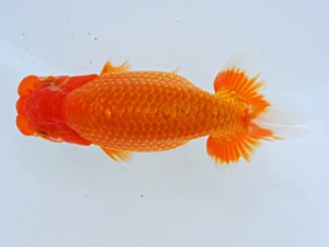 倉敷栄蘭会 西小結　野口隆朗　香川