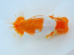 倉敷栄蘭会　東大関　中島健一郎　浅口