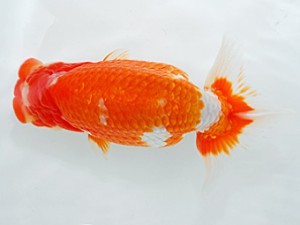 倉敷栄蘭会　西大関　三宅一共　浅口