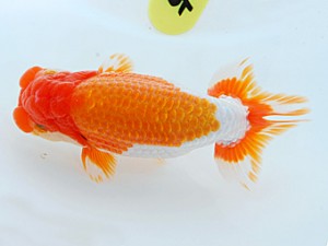 倉敷栄蘭会　西取締　三宅一共　浅口