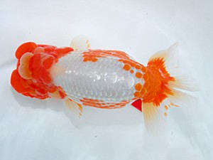 倉敷栄蘭会　中島健一郎　浅口