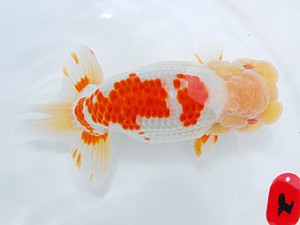 倉敷栄蘭会　西大関　平井孝志　浅口