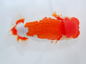 倉敷栄蘭会　東取締　浅野　浩　倉敷