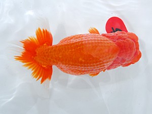 倉敷栄蘭会　西取締　大熊正人　倉敷