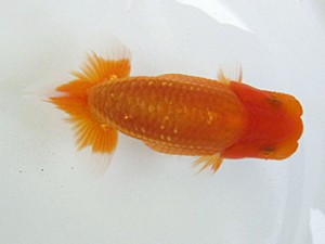 研究会　東大関　鈴木裕司(浜松市)