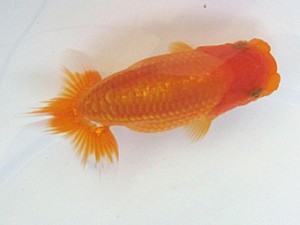 研究会　西大関　鈴木和男(浜松市)