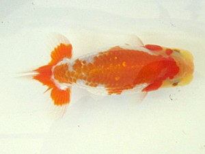 研究会　立行司　鈴木裕司(浜松市)