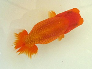 研究会　東取締　伊藤三郎(浜松市)