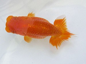 研究会　西取締　根木清次(浜松市)