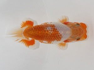 浜松愛魚会　東大関　伊藤三郎　浜松市