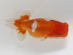 浜松愛魚会　立行司　山口広隆　津市