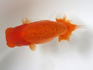 浜松愛魚会　取締一　平野睦二　浜松市