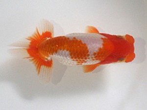 浜松愛魚会　取締二　鈴木克巳　浜松市