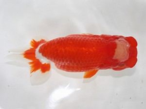 浜松愛魚会　東大関　根木清次　浜松市