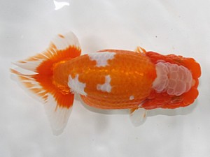 浜松愛魚会　西大関　杉浦　智　浜松市