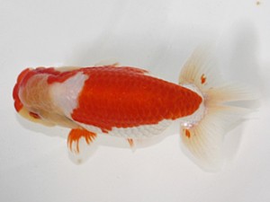 浜松愛魚会　立行司　川口　功　あま市