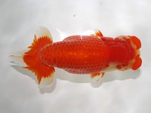 浜松愛魚会　取締二　鈴木敏宏　浜松市