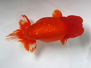 浜松愛魚会　吉田晋伍　焼津市