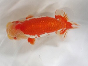 浜松愛魚会　西大関　小笠原　茂　碧南市