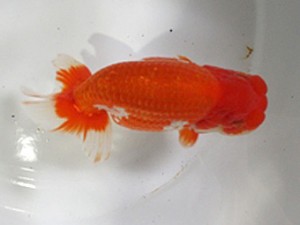 浜松愛魚会　立行司　福井利夫　豊橋市