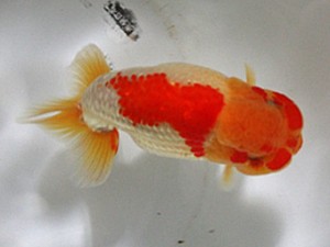 浜松愛魚会　取締一　川口　功　あま市