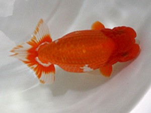 浜松愛魚会　取締二　杉浦　智　浜松市