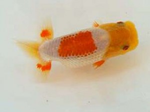 広島錦鱗会　優等１席　 沖村忠和（広島）