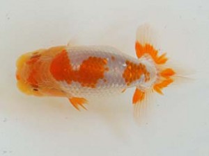 広島錦鱗会 ６席　森分陵司（広島）