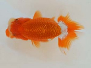 広島錦鱗会 １席　西本佳子（広島）