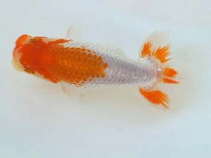 広島錦鱗会 ２席　清水正雄（山口）