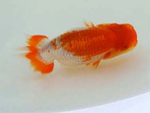 広島錦鱗会 ３席　吉田英典（広島）