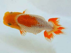 広島錦鱗会 ４席　 高尾圭一郎（広島）