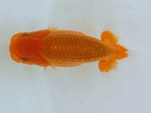 広島錦鱗会 ５席　森下太郎（広島）