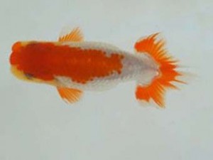 広島錦鱗会　優等２席　高尾圭一郎（広島）