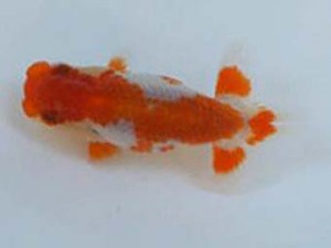 広島錦鱗会　優等３席　大塚幸司（広島）