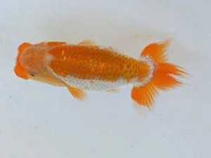 広島錦鱗会　優等４席　大村清人（廿日市）