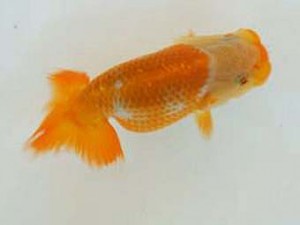 広島錦鱗会　優等５席　森分陵司（広島）