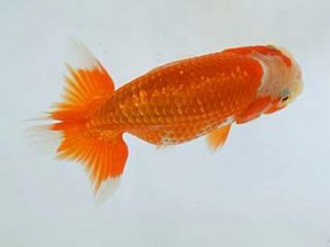 広島錦鱗会 ２席　森分陵司（広島）