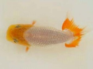 広島錦鱗会 ３席　斎藤志朗（広島）