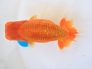 広島らんちゅう会　西大関　田中茂規　玉野