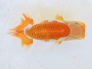 広島らんちゅう会　西取締　小山敏信　尾道