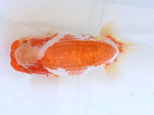 広島らんちゅう会　東大関　林　政彦　呉