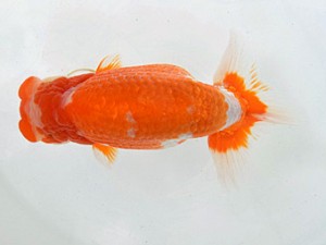 広島らんちゅう会　西大関　三宅一共　浅口