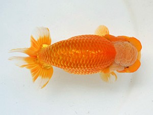 広島らんちゅう会　東取締　笹井史治　福山